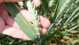 Fungicide performance dose-response curves for rusts and fusarium in winter wheat